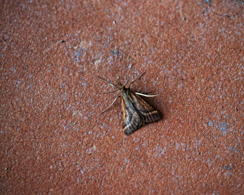 Synaphe punctalis - hosszúlábú fényilonca