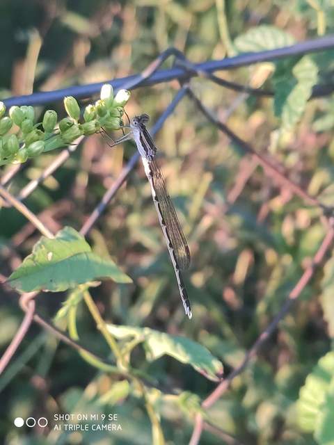 Sympecma fusca - téli rablószitakötő