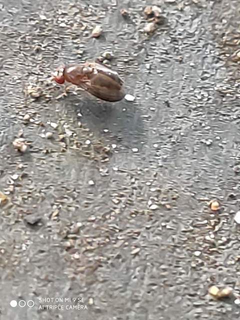 Stegana coleoptrata