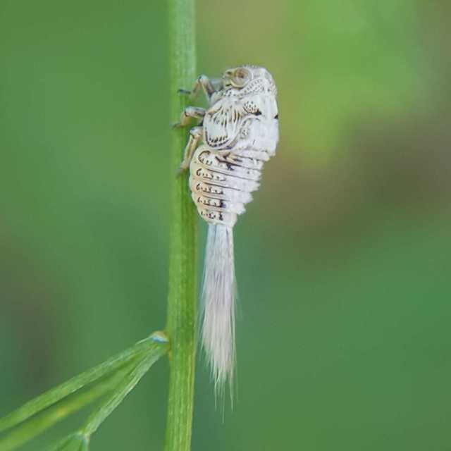 Issus coleoptratus