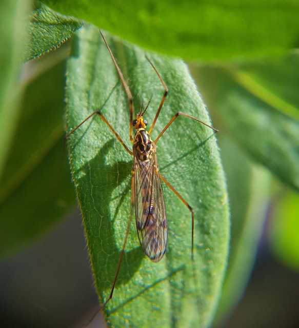 Nephrotoma scalaris