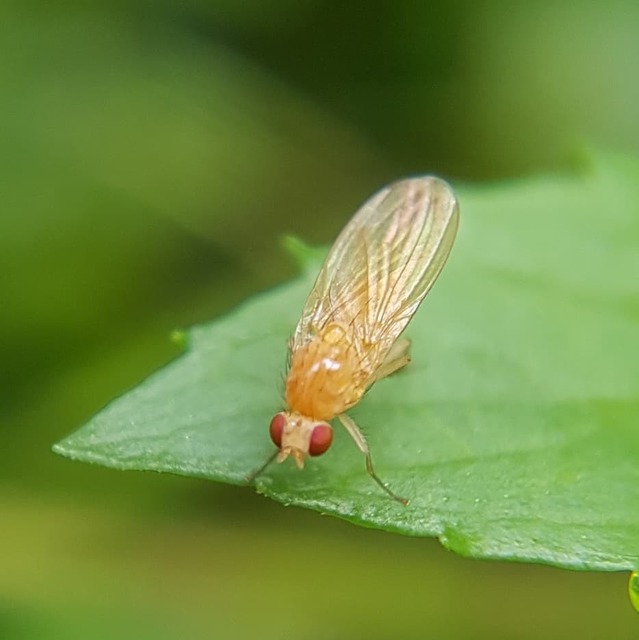 Lauxaniidae - pudvalegyek