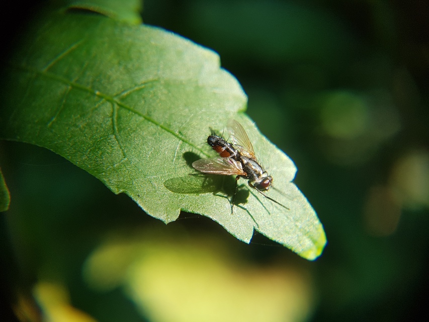 Mintho rufiventris