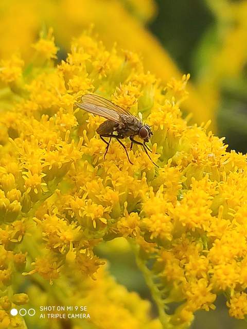 Muscidae - igazi legyek