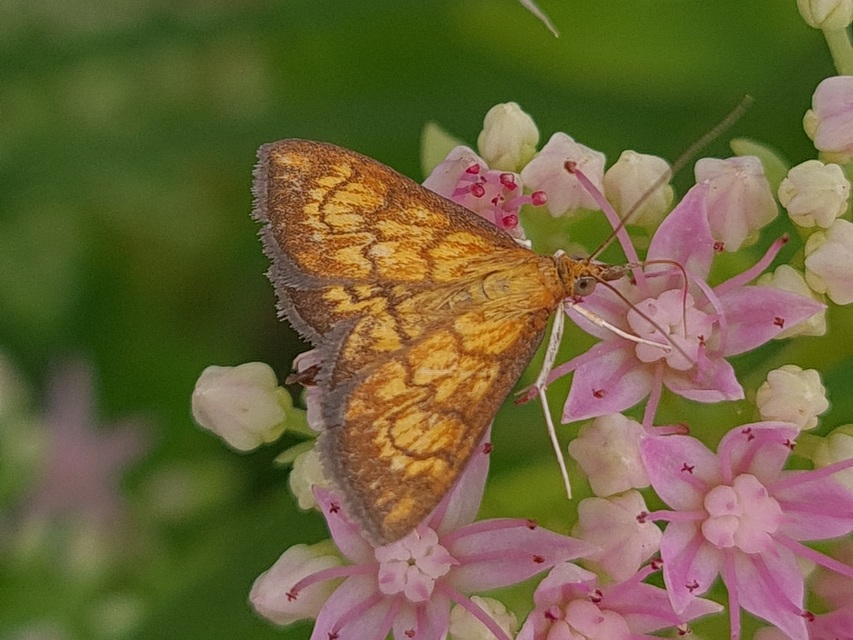 Ecpyrrhorrhoe rubiginalis - rozsdavörös tűzmoly
