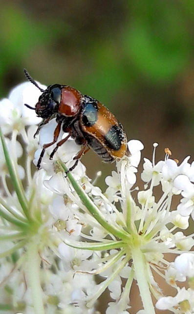 Coptocephala unifasciata - sárgalábú hullóbogár
