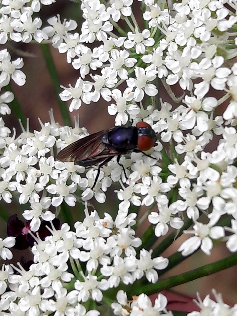 Chrysogaster solstitialis - gyakori smaragdlégy