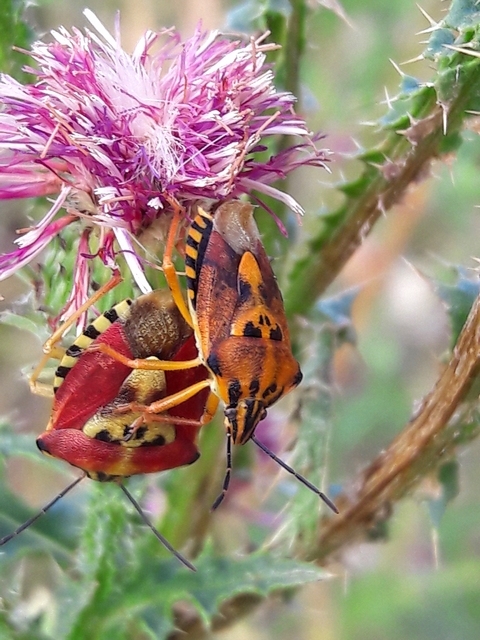 Carpocoris