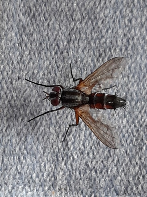 Mintho rufiventris