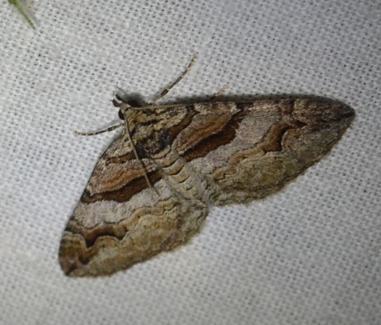 Pareulype berberata - sóskafa-tarkaaraszoló