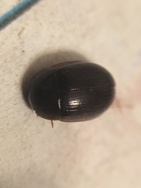 Hydrobius