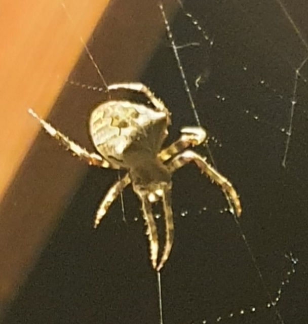Araneus circe/angulatus