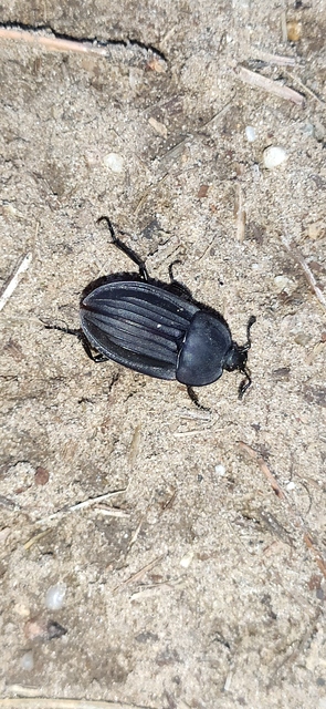 Silpha carinata - karimás dögbogár