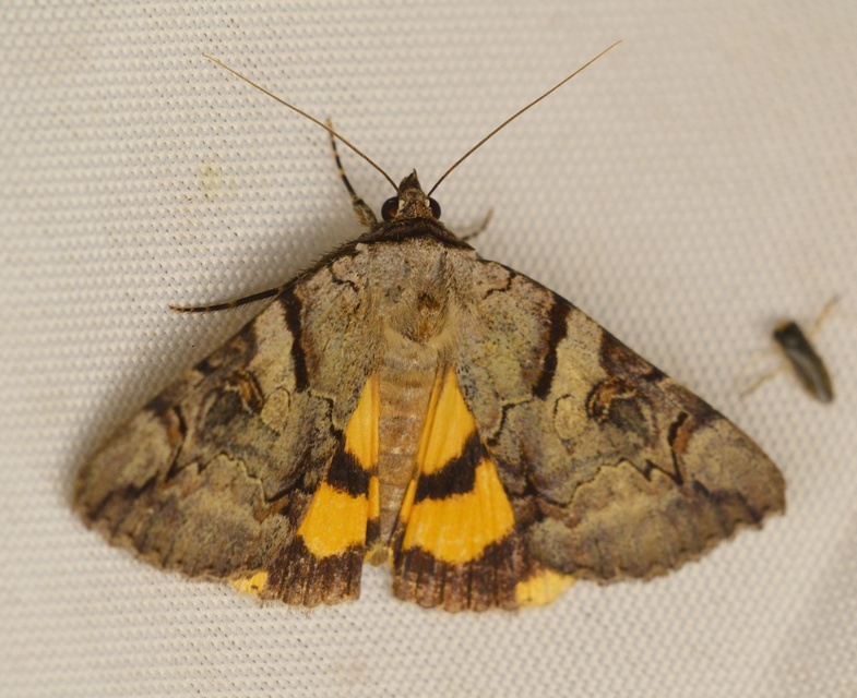 Catocala hymenaea - kökény-övesbagoly