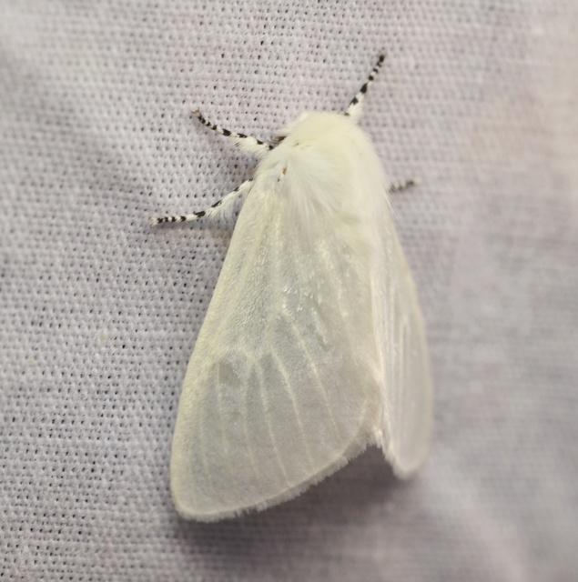 Leucoma salicis - fűzfaszövő