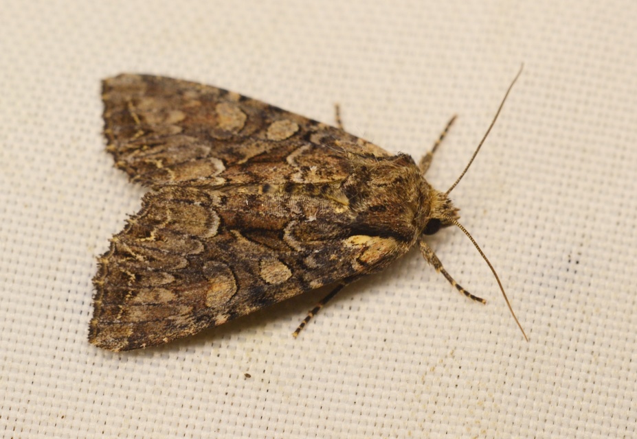 Lacanobia thalassina - borbolya-kertibagoly