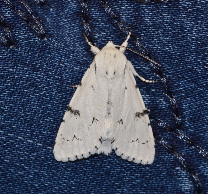 Acronicta leporina - fehér szigonyosbagoly