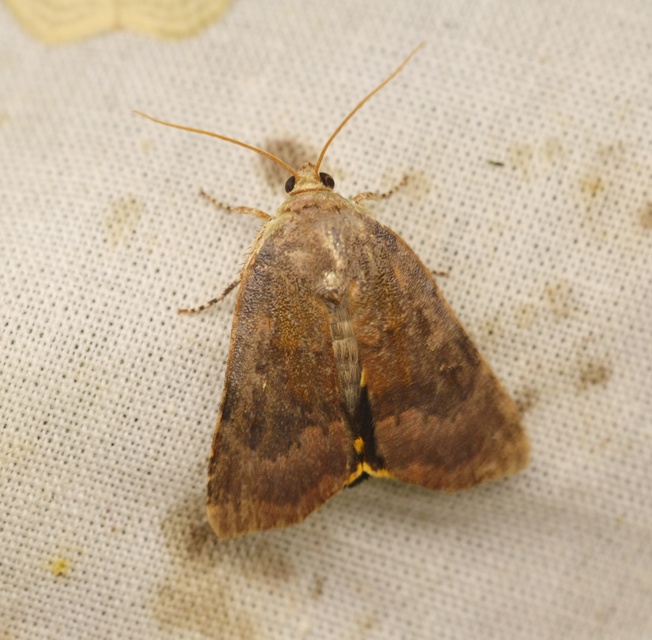 Noctua janthina - tarka sárgafűbagoly