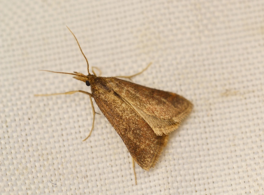 Synaphe punctalis - hosszúlábú fényilonca