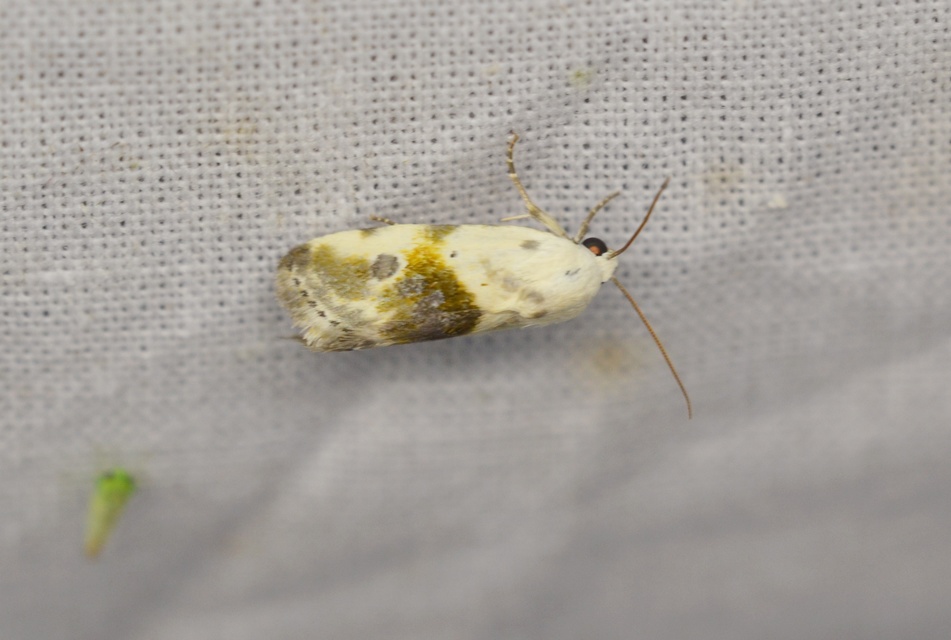 Ponometia candefacta - parlagfűbagoly
