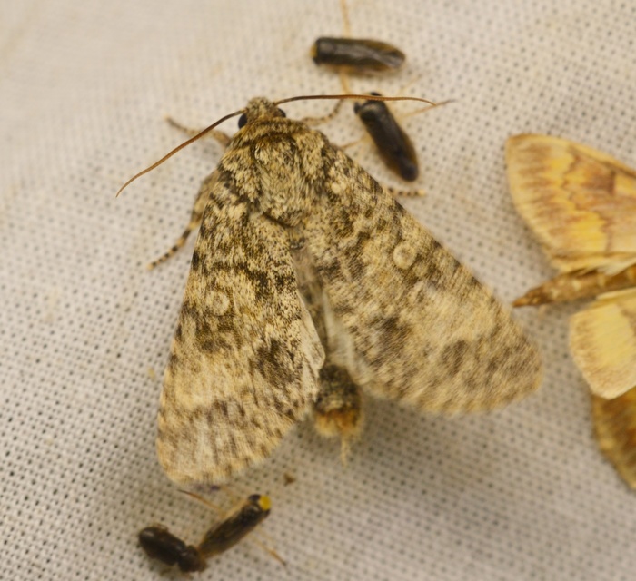 Acronicta megacephala - nagyfejű szigonyosbagoly