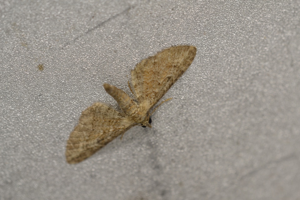 Eupithecia millefoliata - cickafark-törpearaszoló