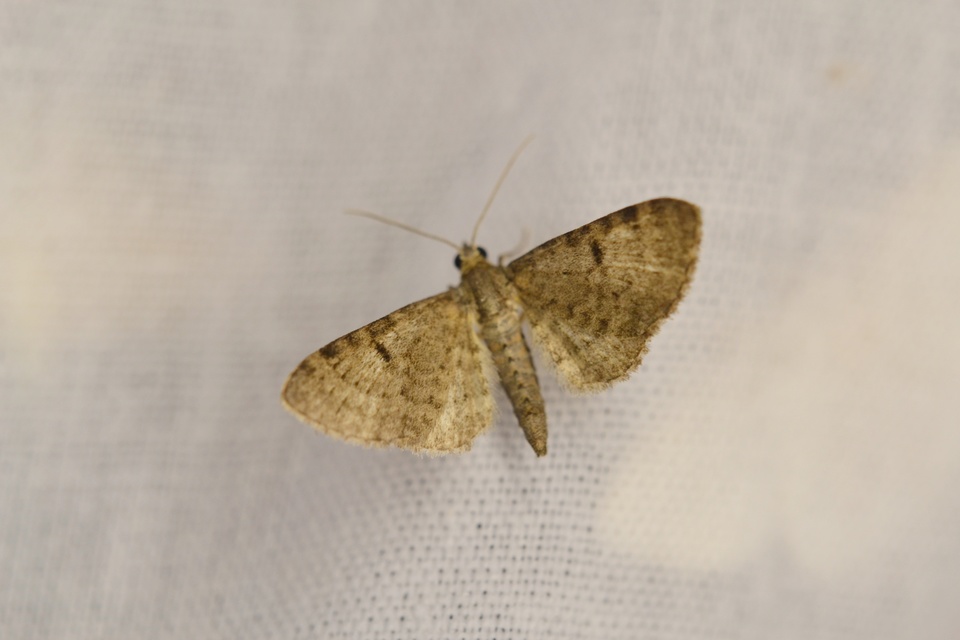 Eupithecia selinata - lápi törpearaszoló