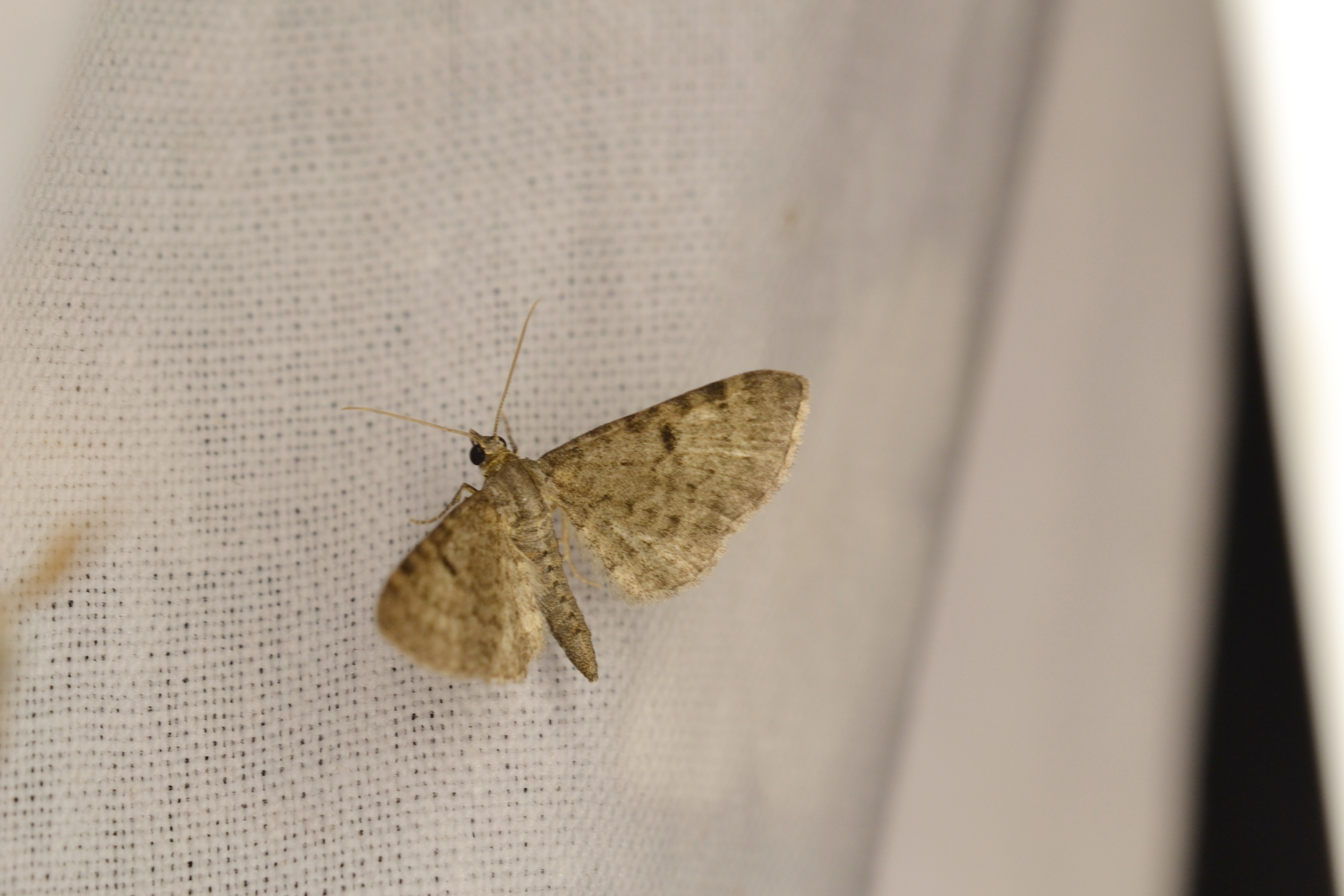 Eupithecia selinata - lápi törpearaszoló