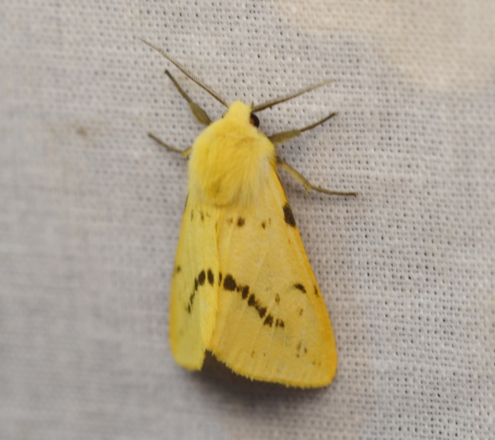 Spilarctia lutea - sárgás medvelepke