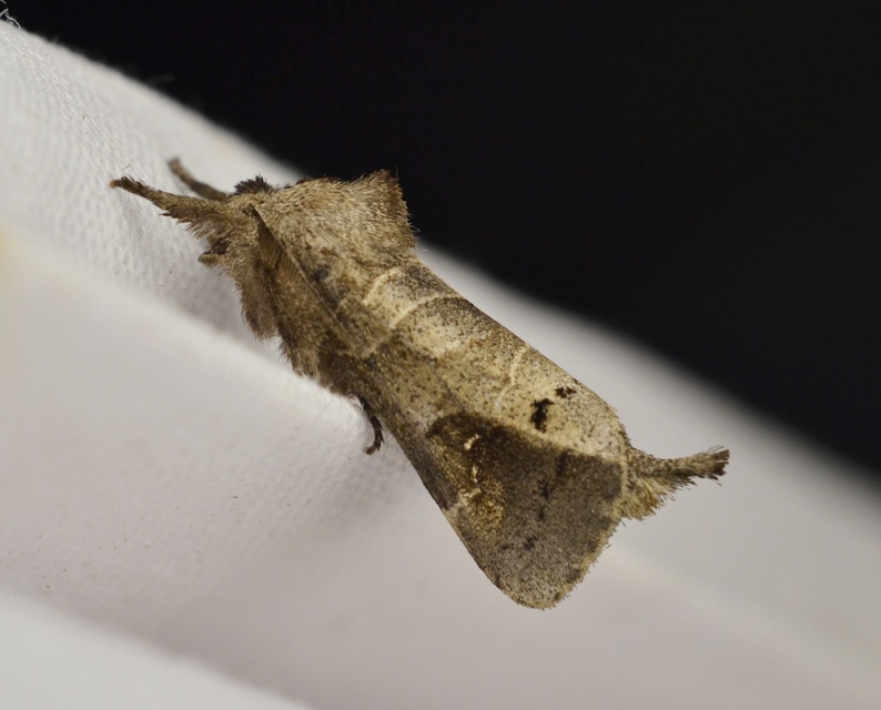 Clostera anachoreta - tarka levélszövő
