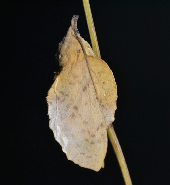 Gastropacha populifolia - sárga pohók