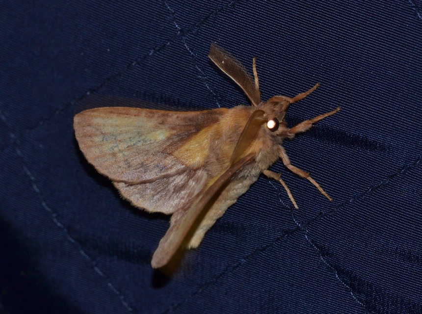 Euthrix potatoria - szomjas pohók