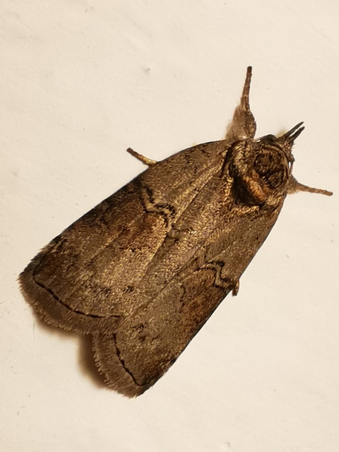 Nycteola asiatica - nyárfa-trapézbagoly