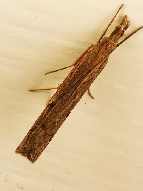 Pediasia contaminella - mocskos fűgyökérmoly
