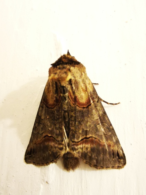 Abrostola triplasia - közönséges csalánbagoly