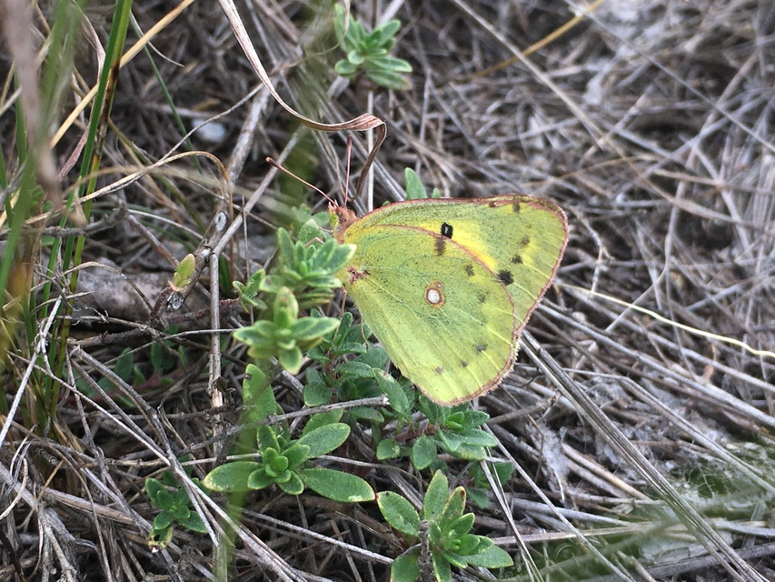 Colias chrysotheme - dolomit-kéneslepke