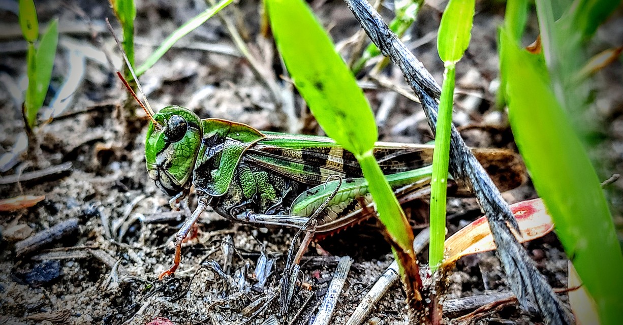Oedaleus decorus - szalagos sáska