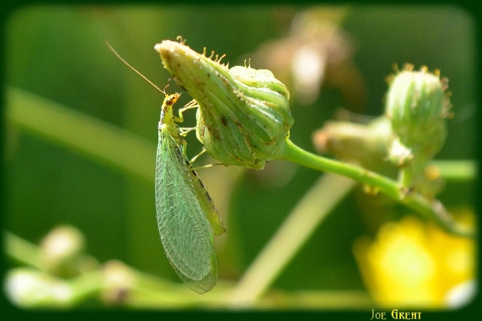 Chrysopidae - zöldfátyolkák