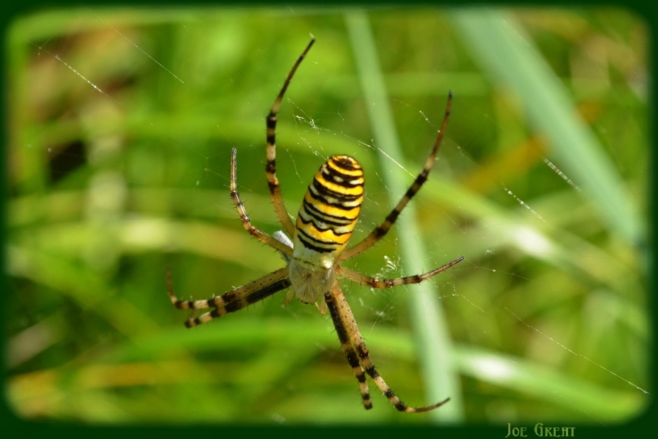 Argiope bruennichi - darázspók