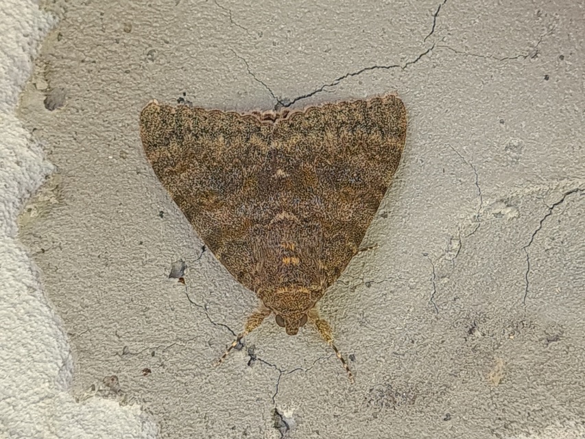 Catocala elocata - közönséges övesbagoly