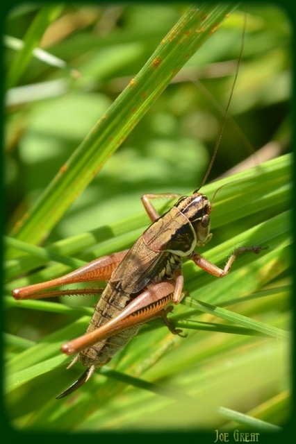 Roeseliana roeselii - Rösel-rétiszöcske