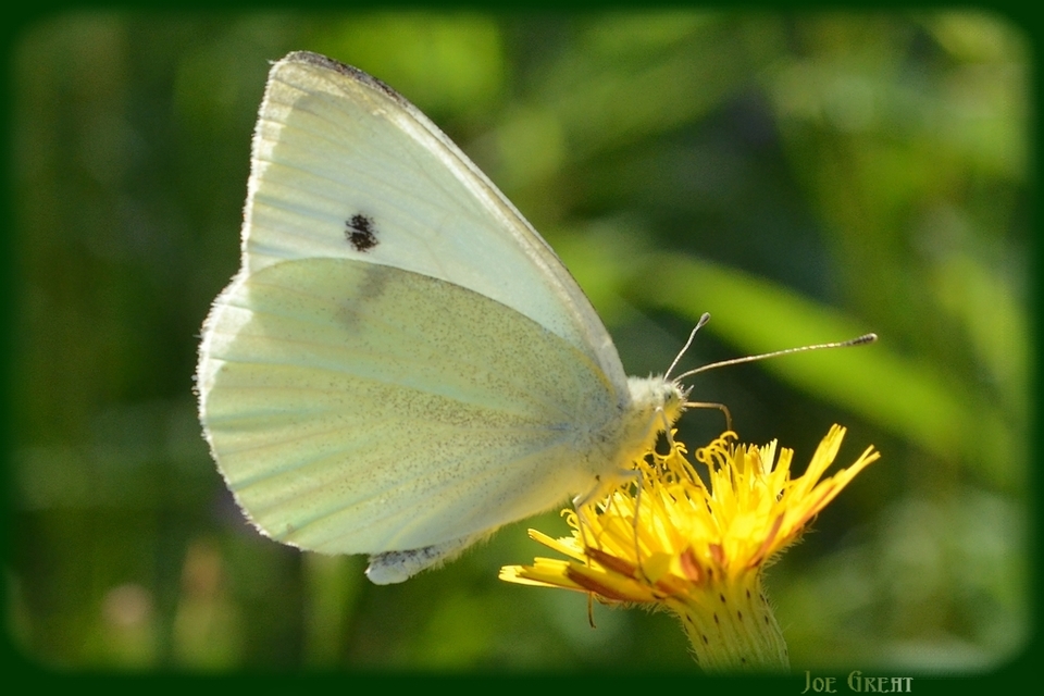 Pieris rapae - répalepke