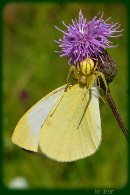 Misumena vatia - viráglakó karolópók