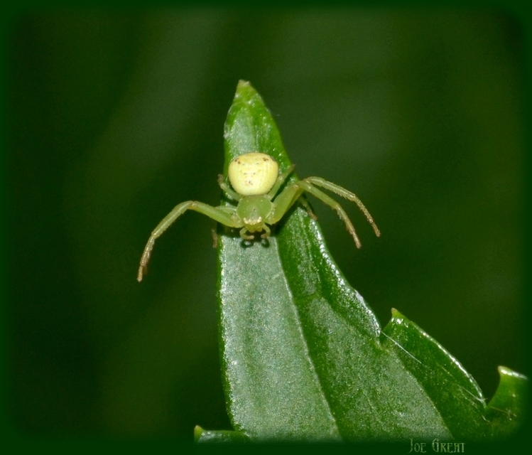 Ebrechtella tricuspidata - alakoskodó karolópók