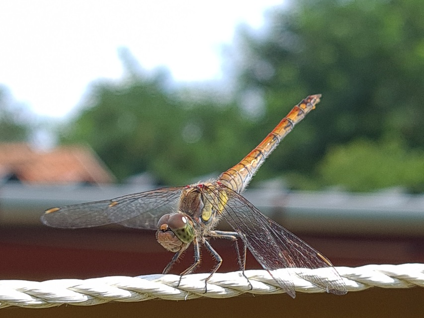 Sympetrum striolatum - harántsávos katona-szitakötő