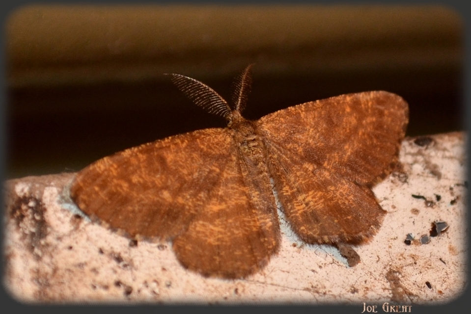 Ematurga atomaria - barna rétiaraszoló
