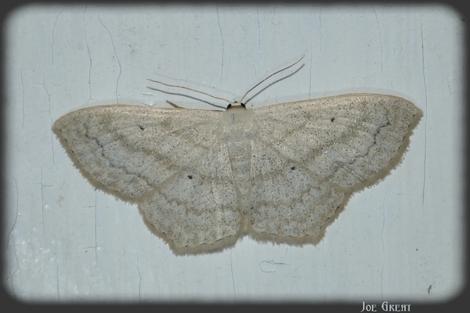 Scopula nigropunctata - feketepettyes araszoló