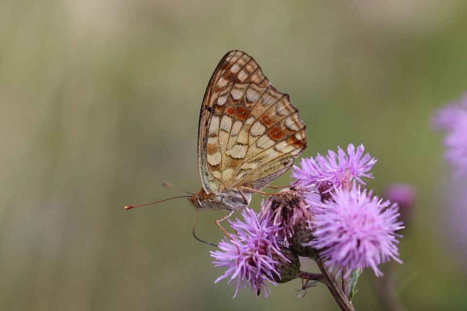 Argynnis adippe - ezüstös gyöngyházlepke