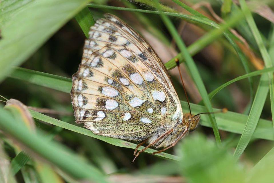 Argynnis aglaja - kerekfoltú gyöngyházlepke