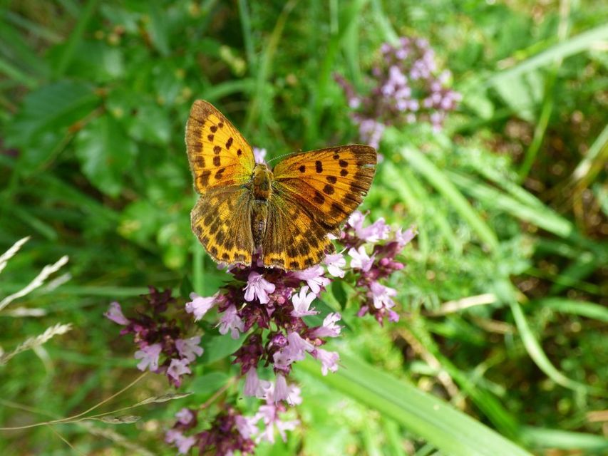Lycaena virgaureae - arany-tűzlepke